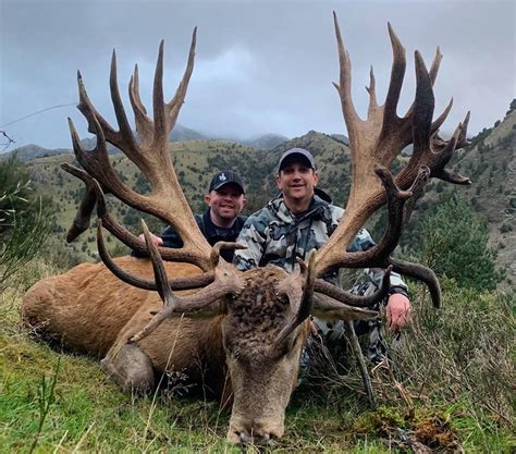 new zealand stag hunting prices.